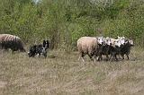 BORDER COLLIE - MOUTONS 075